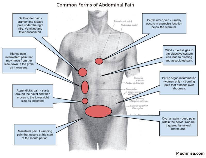 Abdominal organs pain location