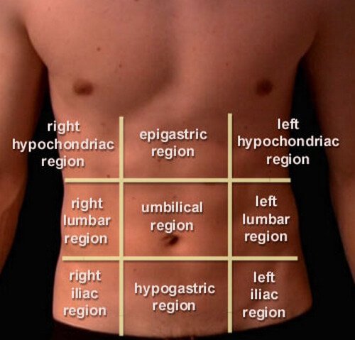 abdominal nine regions or areas
