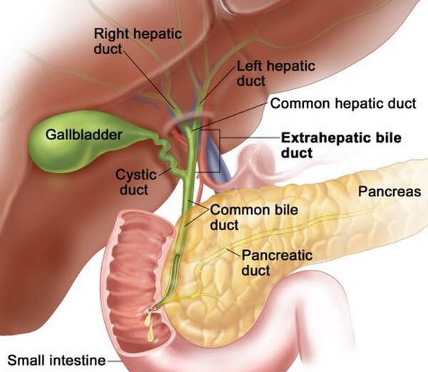 gall bladder and pancreas anatomy and location