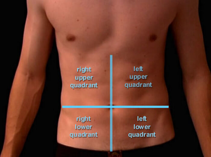 Kidney: Location of Organs In The Abdomen - La vaca cega