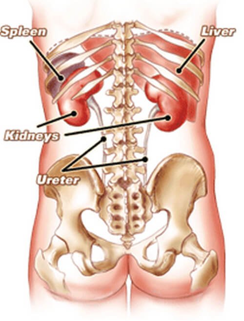kidney anatomy and location