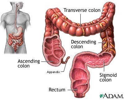 large intestine location and anatomy