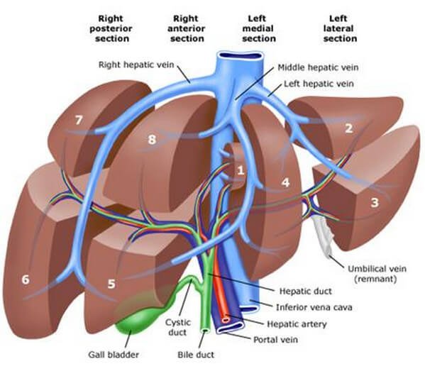 What are the main parts of the liver?