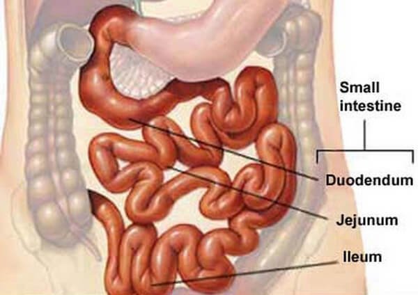 small intestine location and anatomy