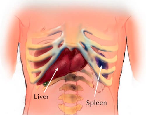 spleen location and anatomy