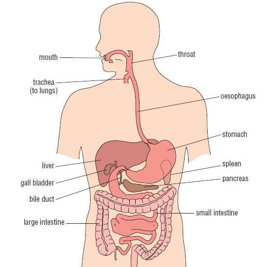 stomach location and its relations
