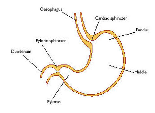 stomach parts and anatomy (picture)