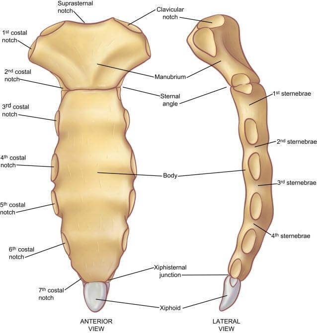 Sternum - Anatomy, Fracture, Pain and Location