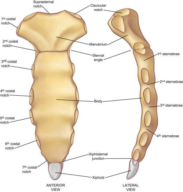 Sternum Anatomy Fracture Pain And Location