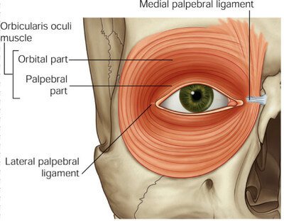 lacrimal gland orbital palpebral