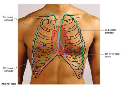 Where in the chest is the human heart located?