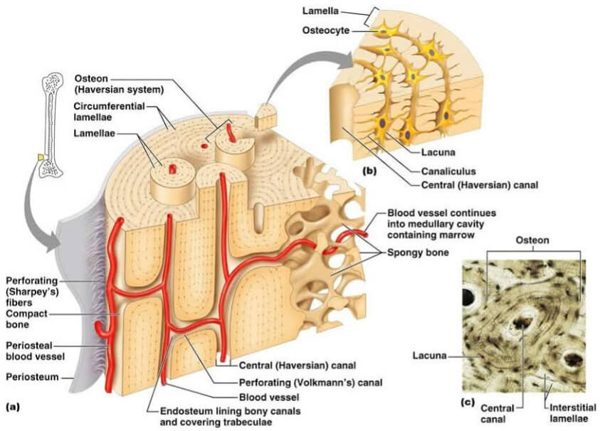 Endosteum Definition, Function, Histology, Vs Periosteum