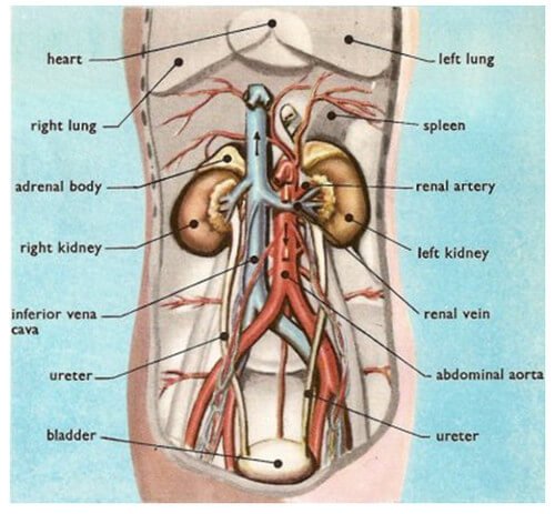 position of each kidney viewed from the front side