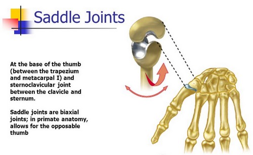 What Type Of Joint Is The Saddle Joint