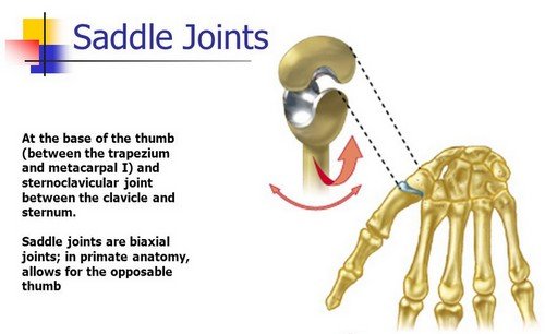 Saddle Joint Definition Examples Movement