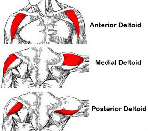 Deltoid Pain Muscle Ligament Anterior Posterior Front Rear