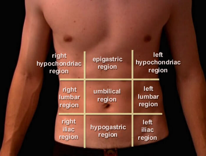 nine abdominal regions or areas