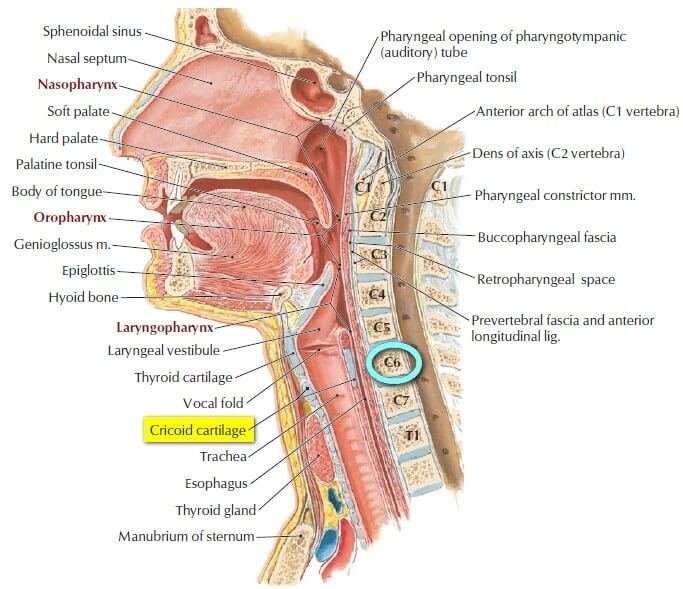 Cricoid cartilage at C6 vertebral level image