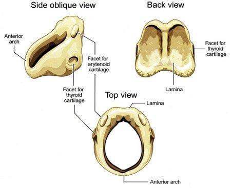 Different views of the cricoid cartilage picture