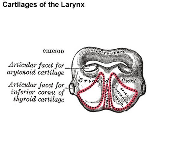 Facets of Cricoid Cartilage image