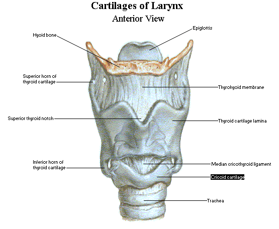Laryngeal Cartilages picture