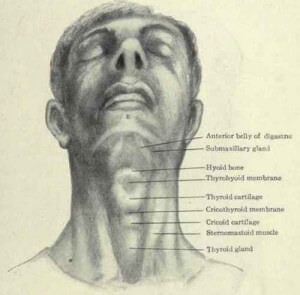 Cricoid Cartilage - Definition, Location, Function, Problems - (updated ...