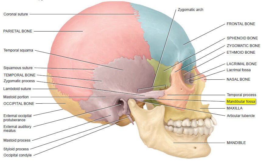 Mandibular fossa is posterior picture