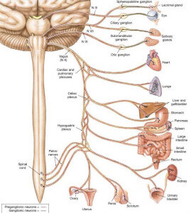 Vagus Nerve - Location, Stimulation, Disorders and Test - (updated in 2022)