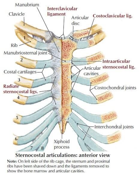 Sternocostal Articulations anatomy photo