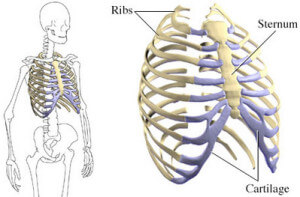 Sternum - Anatomy, Fracture, Pain and Location - (updated in 2022)