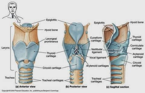 The cricoid cartilage in anterior, posterior, and sagittal views photo