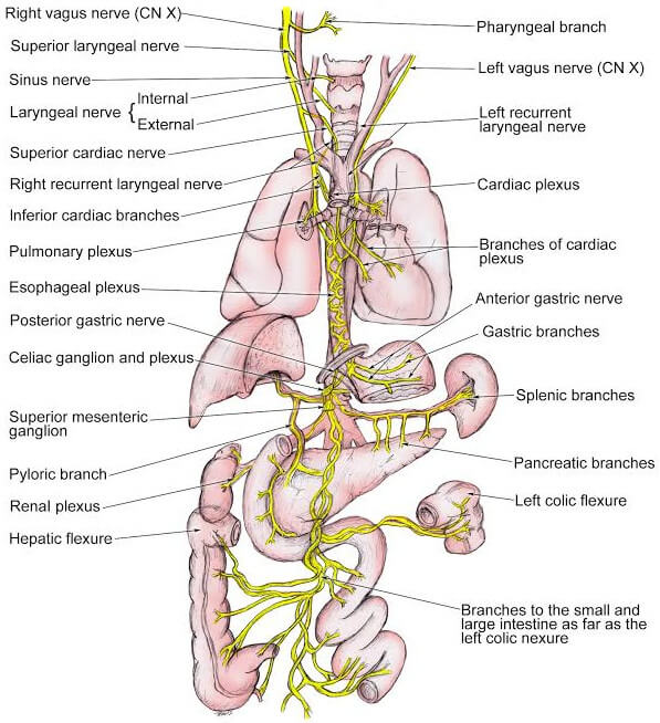 vagus-nerve-location-stimulation-disorders-and-test