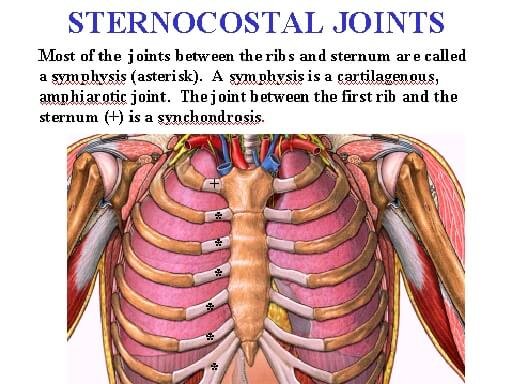 sternocostal joint anatomy picture
