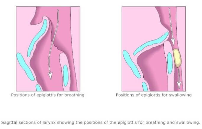 Epiglottis when breathing and swallowing image