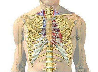 Location of heart inside chest cavity photo