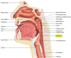 What is Epiglottis - Definition, Function, Problems (Pain, Epiglottitis ...