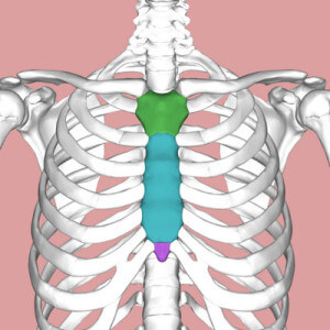 Xiphoid Process - Definition, Pain (Lump on Sternum) - (updated in 2022)