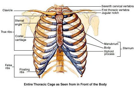 Thoracic cage image