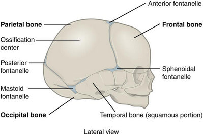 Lateral skull of a newborn shows no mastoid process picture