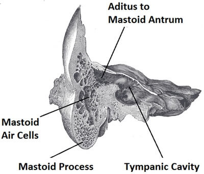 Mastoid Process : Definition, Location, Function and Pain