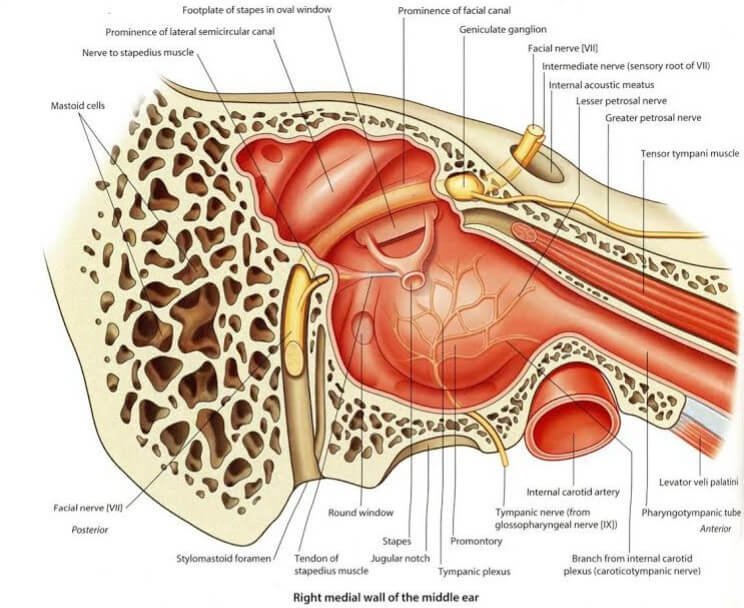 Mastoid Process : Definition, Location, Function and Pain