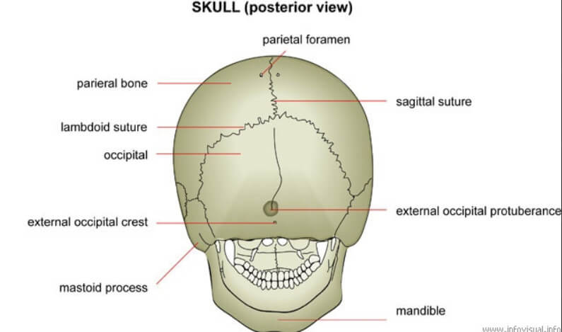 Mastoid Process Definition Location Function And Pain Updated In