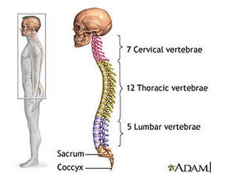 The spinal column and its different regions
