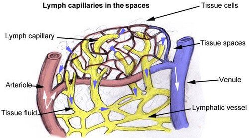 How the fluid can flow throughout the lymph vessels