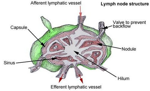 Lymph node including the Afferent and efferent lymphatic vessels 