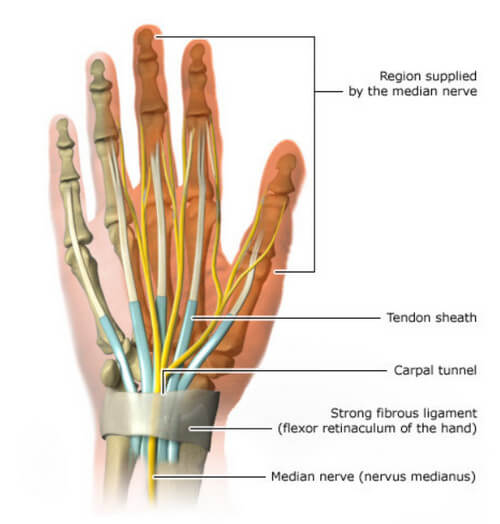 anatomy hand median nerve carpal tunnel