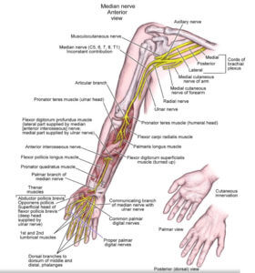 Forearm Pain (Lower Arm) Causes – Muscles, Nerves and Bones - (updated ...