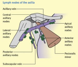 Lymph Nodes: Pictures, Location (Axillary, Cervical, Inguinal