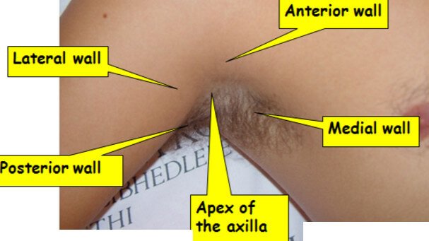axillary lymph nodes surface markin g