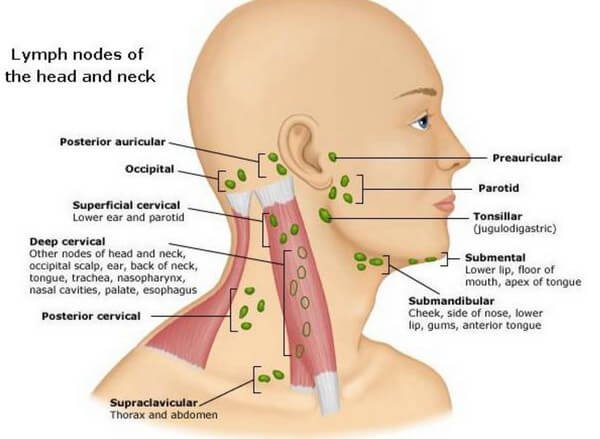 cervical neck lymph nodes classification and types